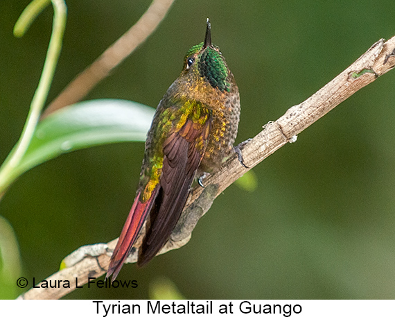 Tyrian Metaltail - © Laura L Fellows and Exotic Birding LLC