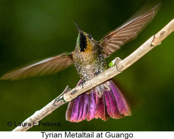 Tyrian Metaltail - © The Photographer and Exotic Birding LLC