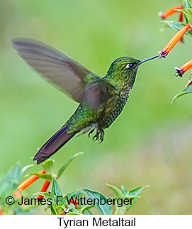 Tyrian Metaltail - © James F Wittenberger and Exotic Birding LLC Tyrian Metaltail - © James F Wittenberger and Exotic Birding LLC
