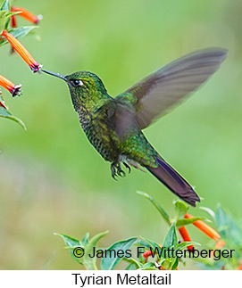 Tyrian Metaltail - © James F Wittenberger and Exotic Birding LLC Tyrian Metaltail - © James F Wittenberger and Exotic Birding LLC
