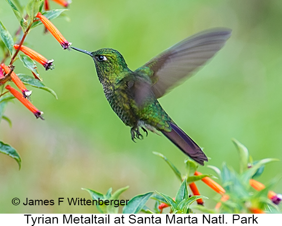 Tyrian Metaltail - © James F Wittenberger and Exotic Birding LLC Tyrian Metaltail - © James F Wittenberger and Exotic Birding LLC