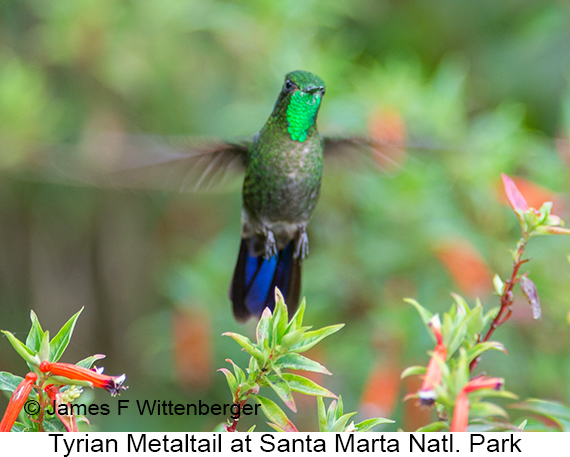 Tyrian Metaltail - © James F Wittenberger and Exotic Birding LLC Tyrian Metaltail - © James F Wittenberger and Exotic Birding LLC