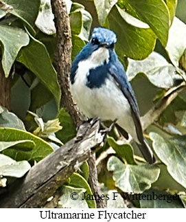Ultramarine Flycatcher - © James F Wittenberger and Exotic Birding LLC Ultramarine Flycatcher - © James F Wittenberger and Exotic Birding LLC