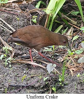 Uniform Crake - © James F Wittenberger and Exotic Birding LLC Uniform Crake - © James F Wittenberger and Exotic Birding LLC
