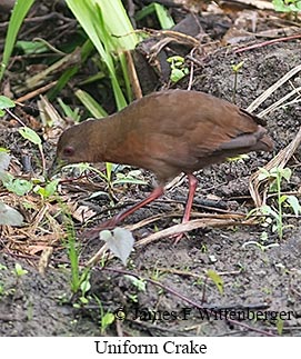 Uniform Crake - © James F Wittenberger and Exotic Birding LLC