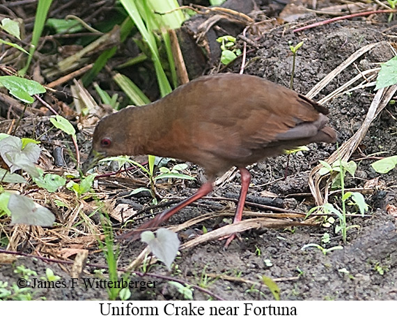 Uniform Crake - &copy; James F Wittenberger and Exotic Birding LLC