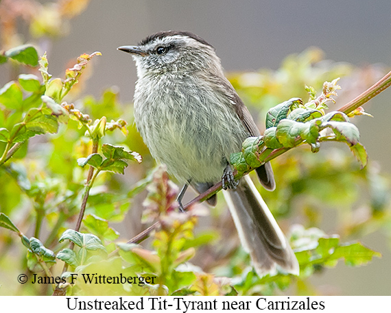 Unstreaked Tit-Tyrant - © James F Wittenberger and Exotic Birding LLC