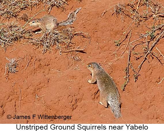 Unstriped Ground Squirrel - © The Photographer and Exotic Birding LLC