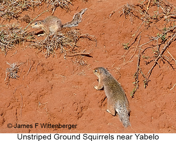 Unstriped Ground Squirrel - © James F Wittenberger and Exotic Birding LLC Unstriped Ground Squirrel - © James F Wittenberger and Exotic Birding LLC