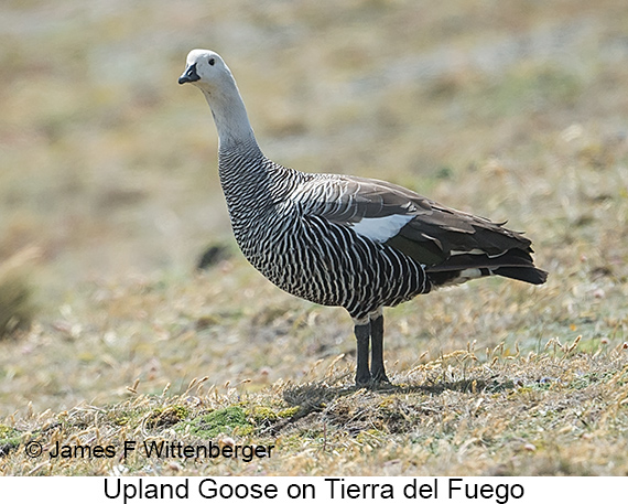 Upland Goose - © James F Wittenberger and Exotic Birding LLC Upland Goose - © James F Wittenberger and Exotic Birding LLC
