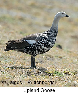 Upland Goose - © James F Wittenberger and Exotic Birding LLC Upland Goose - © James F Wittenberger and Exotic Birding LLC