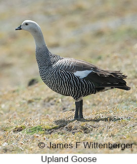 Upland Goose - &copy; James F Wittenberger and Exotic Birding LLC
