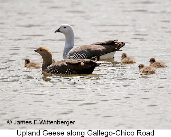Upland Goose - © James F Wittenberger and Exotic Birding LLC Upland Goose - © James F Wittenberger and Exotic Birding LLC