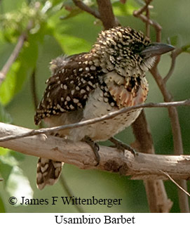 Usambiro Barbet - © James F Wittenberger and Exotic Birding LLC