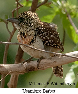 Usambiro Barbet - © James F Wittenberger and Exotic Birding LLC