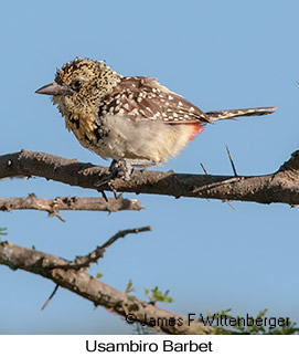 Usambiro Barbet - © James F Wittenberger and Exotic Birding LLC Usambiro Barbet - © James F Wittenberger and Exotic Birding LLC
