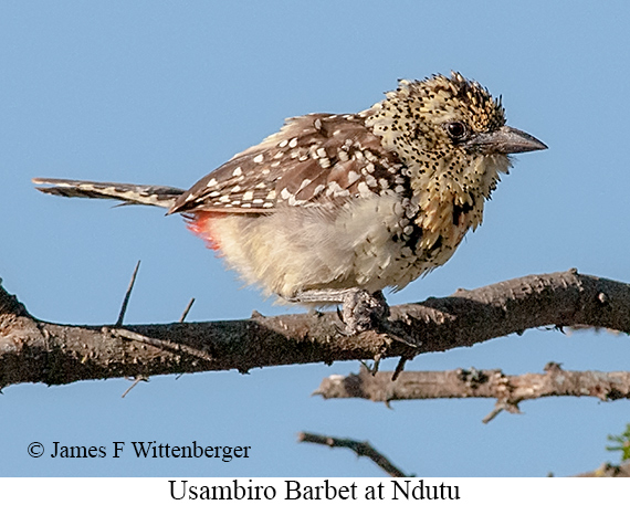 Usambiro Barbet - © James F Wittenberger and Exotic Birding LLC