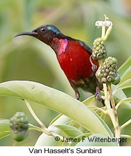 Van Hasselt's Sunbird - © James F Wittenberger and Exotic Birding LLC