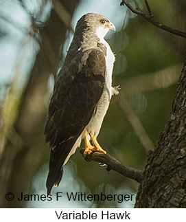 Variable Hawk - © James F Wittenberger and Exotic Birding LLC Variable Hawk - © James F Wittenberger and Exotic Birding LLC