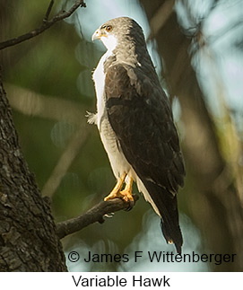 Variable Hawk - © James F Wittenberger and Exotic Birding LLC