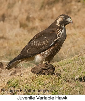 Variable Hawk - © James F Wittenberger and Exotic Birding LLC