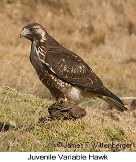 Variable Hawk - © James F Wittenberger and Exotic Birding LLC Variable Hawk - © James F Wittenberger and Exotic Birding LLC