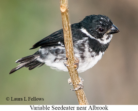 Variable Seedeater - © James F Wittenberger and Exotic Birding LLC