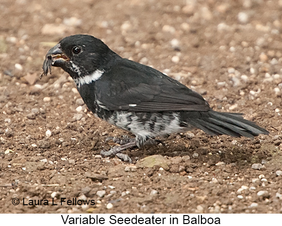 Variable Seedeater - © James F Wittenberger and Exotic Birding LLC Variable Seedeater - © James F Wittenberger and Exotic Birding LLC