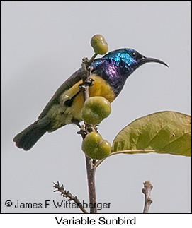 Variable Sunbird - © James F Wittenberger and Exotic Birding LLC Variable Sunbird - © James F Wittenberger and Exotic Birding LLC