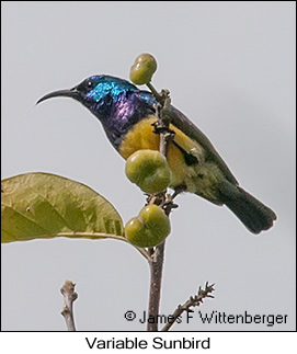 Variable Sunbird - © James F Wittenberger and Exotic Birding LLC Variable Sunbird - © James F Wittenberger and Exotic Birding LLC