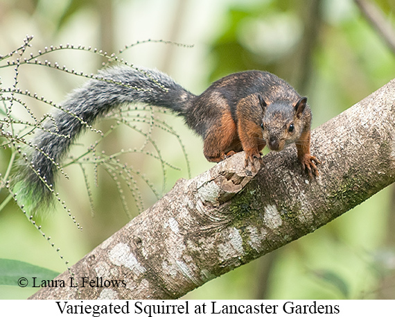 Variegated Squirrel - © James F Wittenberger and Exotic Birding LLC Variegated Squirrel - © James F Wittenberger and Exotic Birding LLC