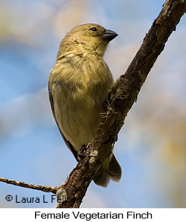Vegetarian Finch - &copy; Laura L Fellows and Exotic Birding Tours