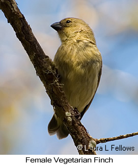 Vegetarian Finch - © Laura L Fellows and Exotic Birding LLC Vegetarian Finch - © Laura L Fellows and Exotic Birding LLC