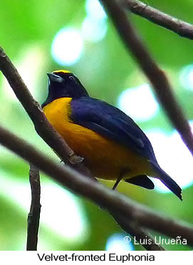 Velvet-fronted Euphonia - &copy; Luis Eduardo Urue&ntilde;a - Presented by Exotic Birding tours