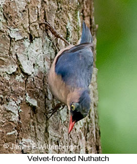 Velvet-fronted Nuthatch - © James F Wittenberger and Exotic Birding LLC