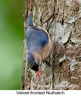 Velvet-fronted Nuthatch - © James F Wittenberger and Exotic Birding LLC