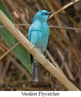 Verditer Flycatcher - © James F Wittenberger and Exotic Birding LLC Verditer Flycatcher - © James F Wittenberger and Exotic Birding LLC