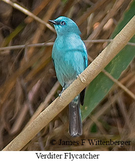 Verditer Flycatcher - © James F Wittenberger and Exotic Birding LLC