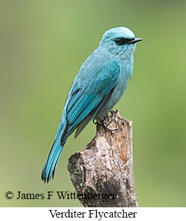 Verditer Flycatcher - © James F Wittenberger and Exotic Birding LLC Verditer Flycatcher - © James F Wittenberger and Exotic Birding LLC