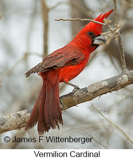 Vermilion Cardinal - © James F Wittenberger and Exotic Birding LLC