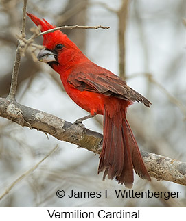 Vermilion Cardinal - © James F Wittenberger and Exotic Birding LLC Vermilion Cardinal - © James F Wittenberger and Exotic Birding LLC