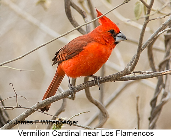 Vermilion Cardinal - © James F Wittenberger and Exotic Birding LLC