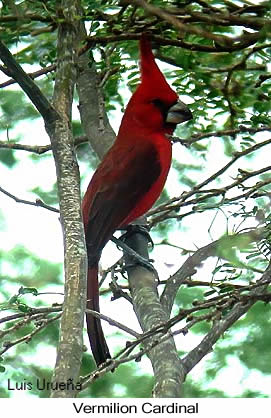 Vermilion Cardinal - &copy; Luis Eduardo Urue&ntilde;a - Presented by Exotic Birding tours