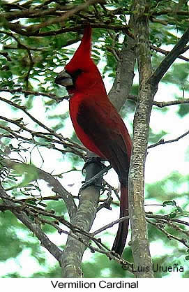 Vermilion Cardinal - &copy; Luis Eduardo Urue&ntilde;a - Presented by Exotic Birding tours