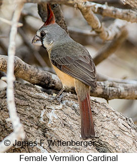 Vermilion Cardinal - © James F Wittenberger and Exotic Birding LLC