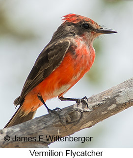 Vermilion Flycatcher - © James F Wittenberger and Exotic Birding LLC