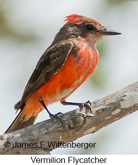 Vermilion Flycatcher - © James F Wittenberger and Exotic Birding LLC Vermilion Flycatcher - © James F Wittenberger and Exotic Birding LLC
