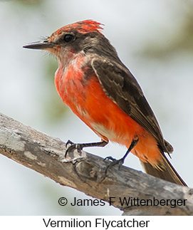 Vermilion Flycatcher - © James F Wittenberger and Exotic Birding LLC