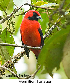 Vermilion Tanager - © Laura L Fellows and Exotic Birding LLC