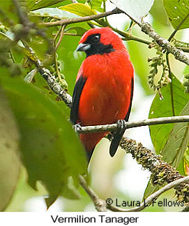 Vermilion Tanager - © Laura L Fellows and Exotic Birding LLC